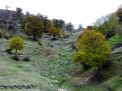 گزارش تصویری از فصل پاییز در جنگل ابر شاهرود